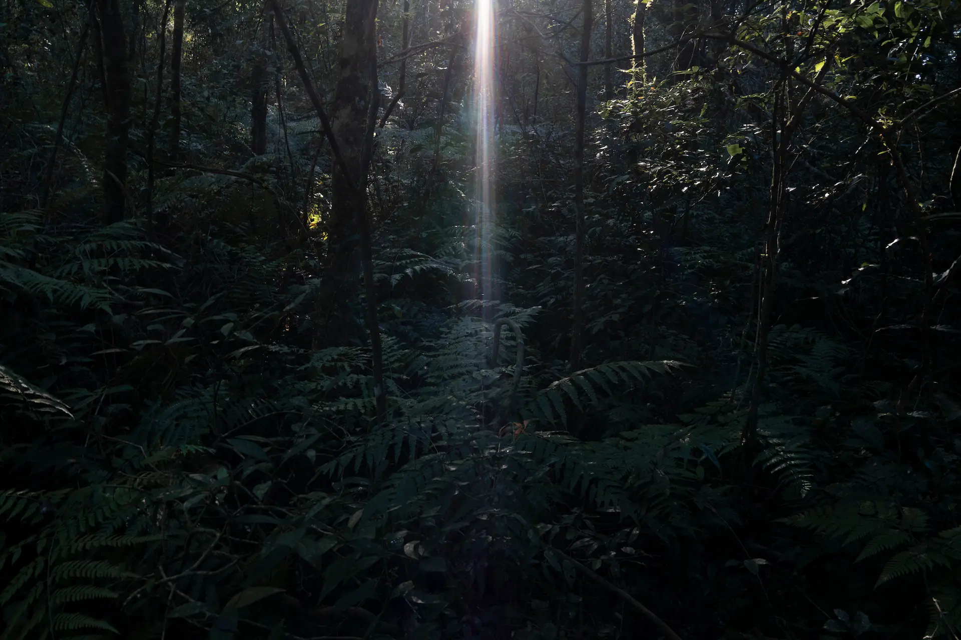 Sunbeam filtering through dense forest, illuminating ferns and trees in a shaded woodland.