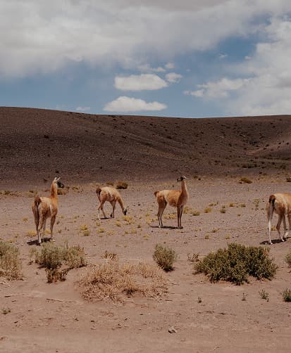 Group of wild llamas walking across a dry, open desert landscape under a partly cloudy sky.