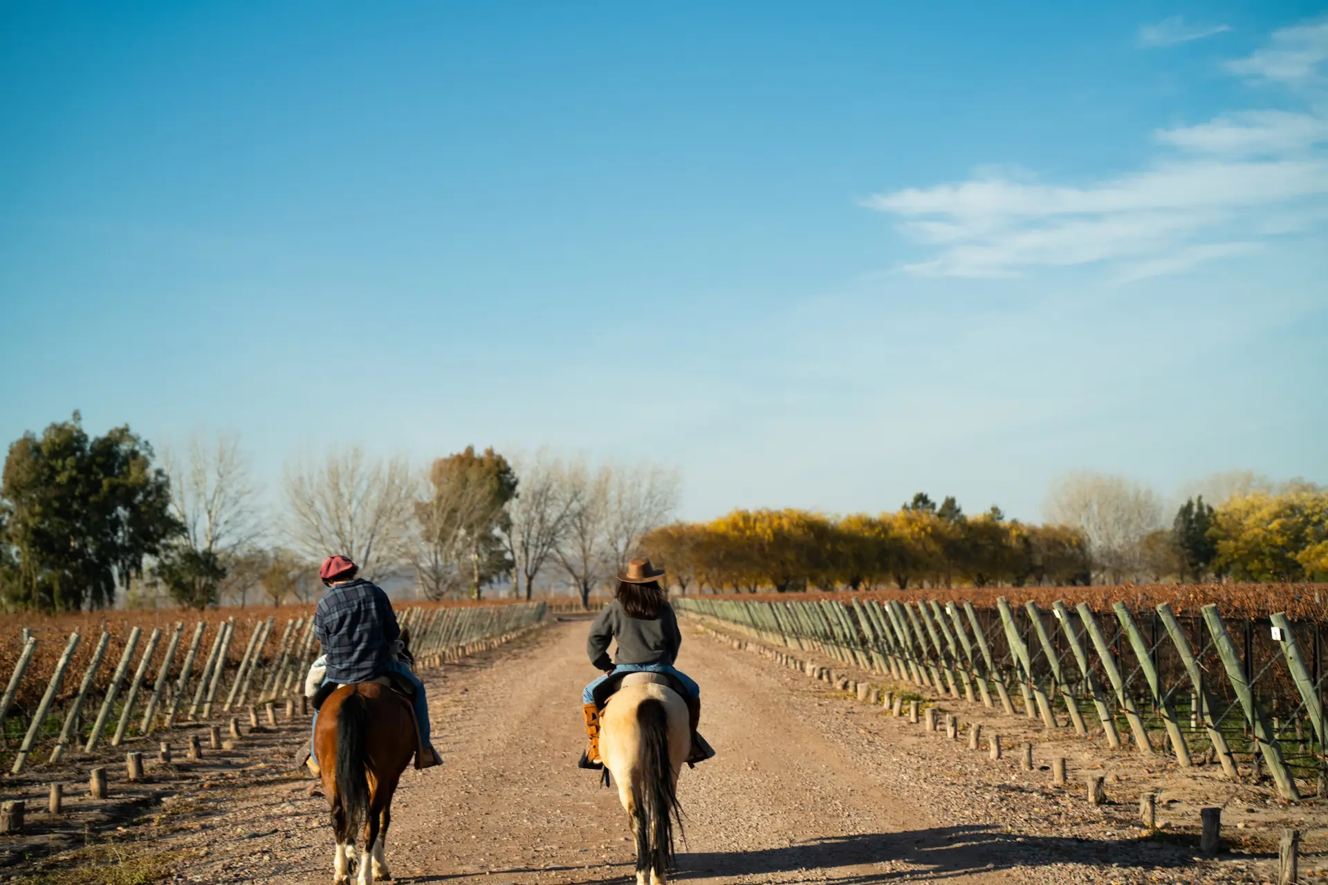 Horseback riding in our vineyards