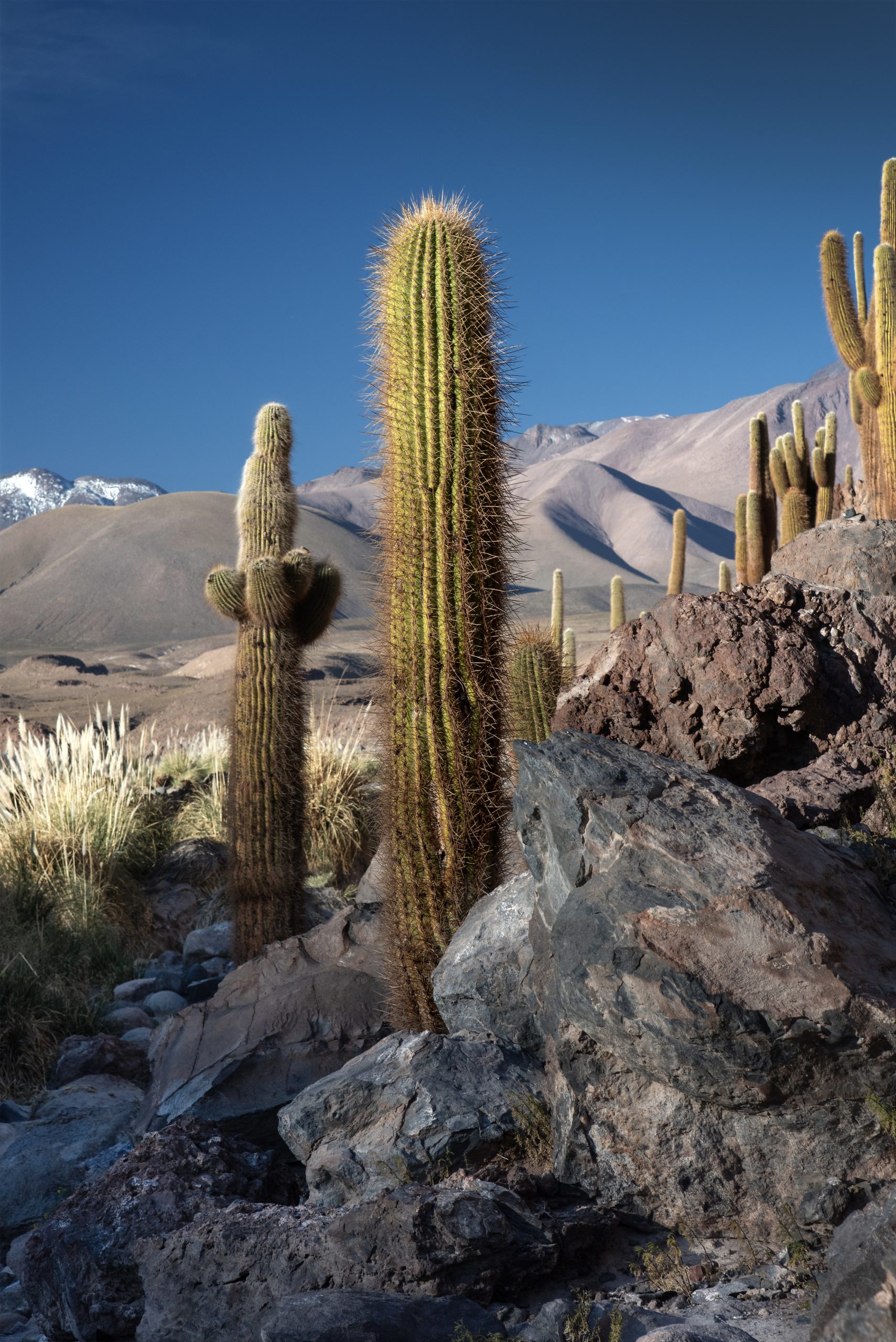Tall cacti rise among rocks in a high-altitude desert, with barren mountains and a deep blue sky behind.