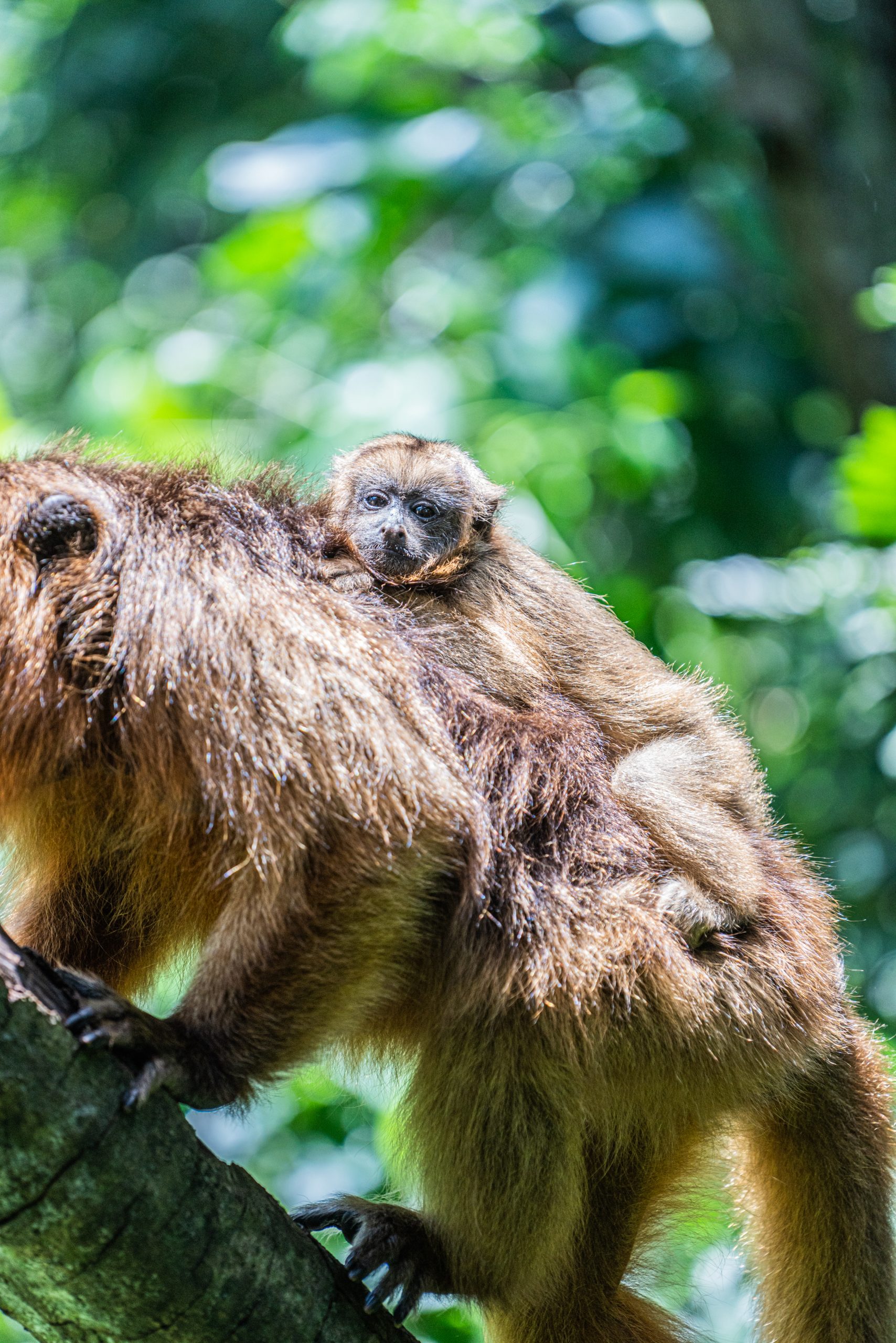 Baby monkey clings to an adult’s back as they perch on a tree branch, surrounded by lush green forest.