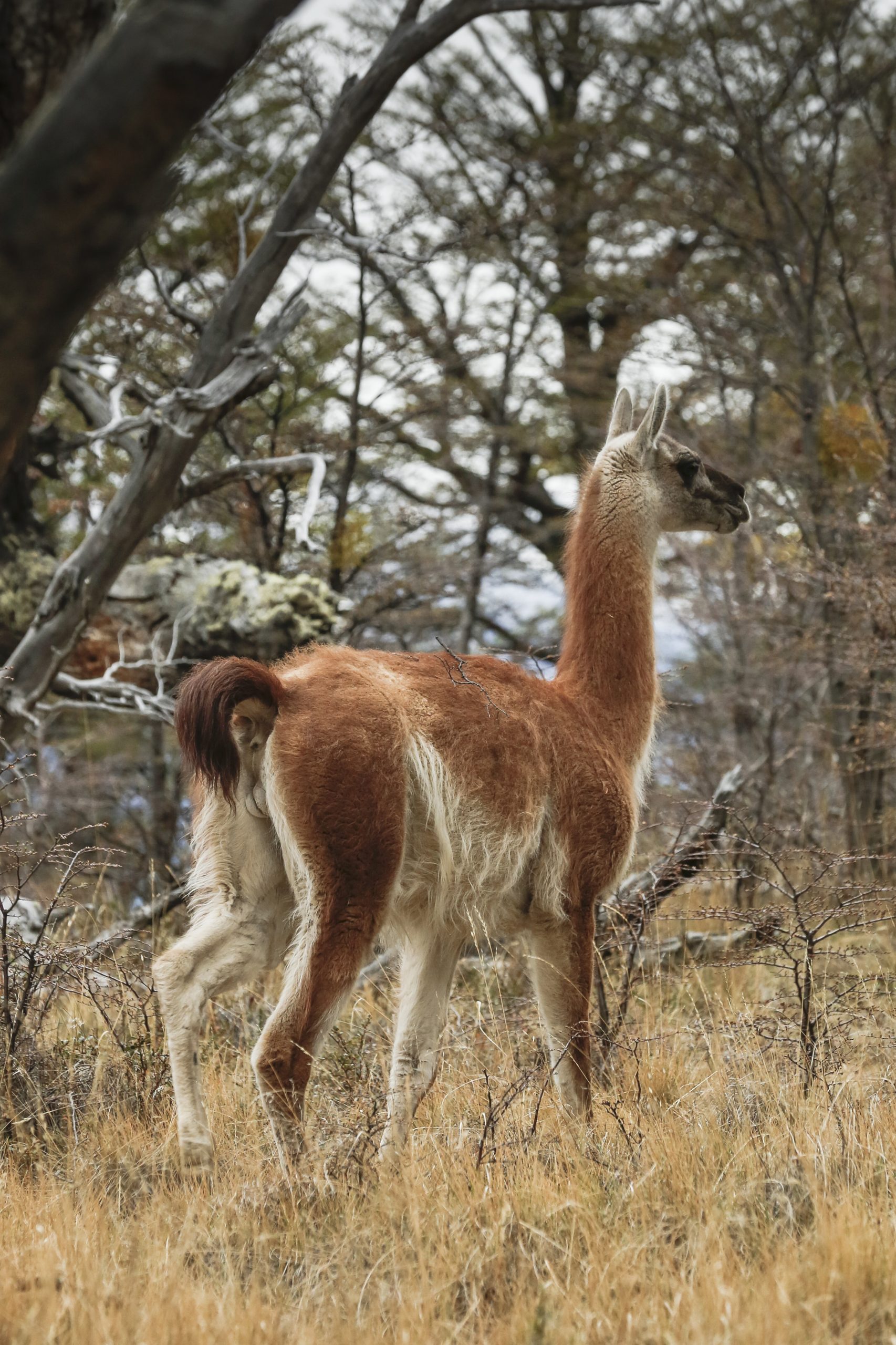A guanaco standing in dry grassland with sparse trees, looking to the side in a natural habitat.