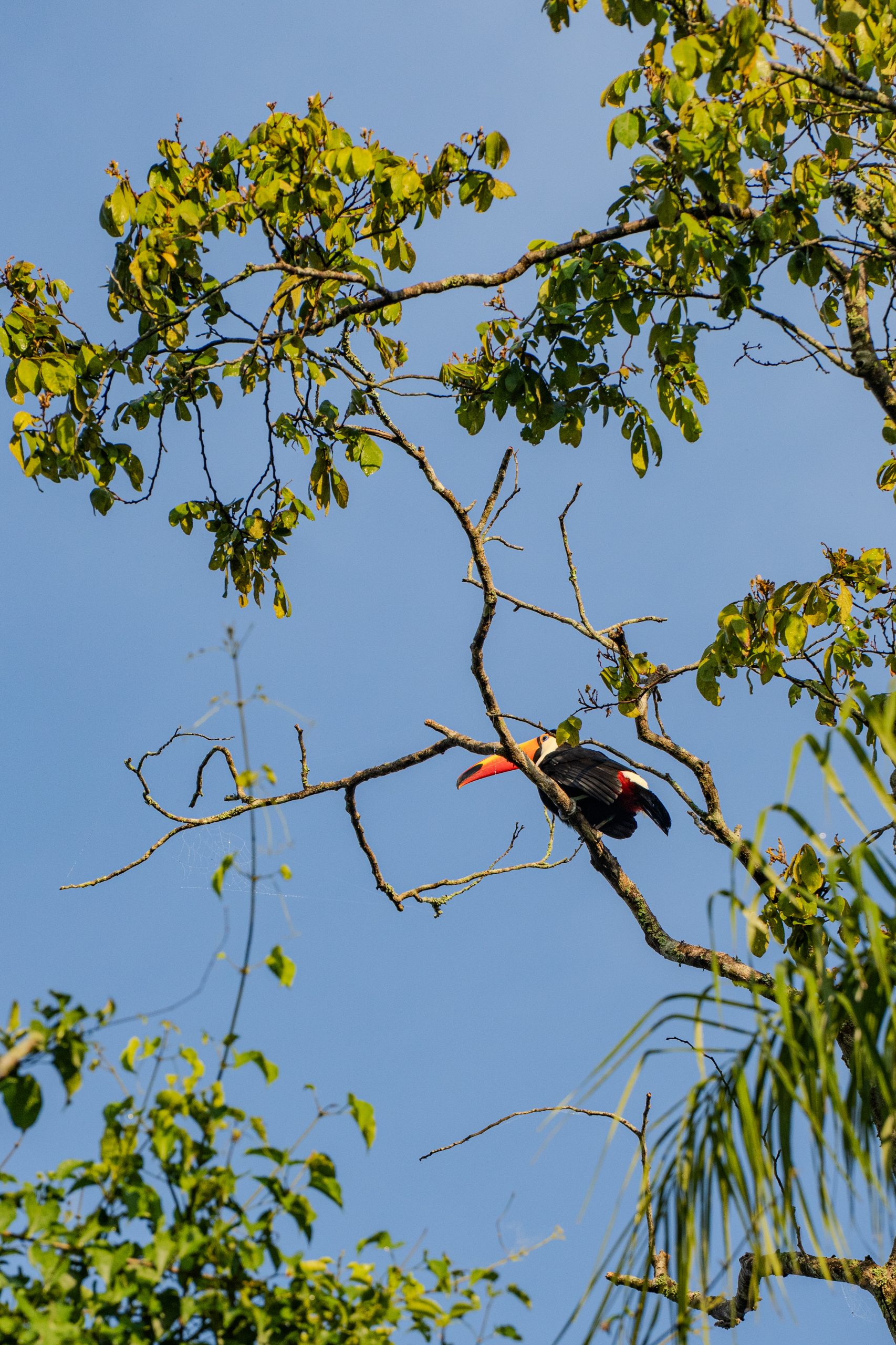 Toucan perched on a tree branch with green leaves, its bright orange beak contrasting against a clear blue sky.