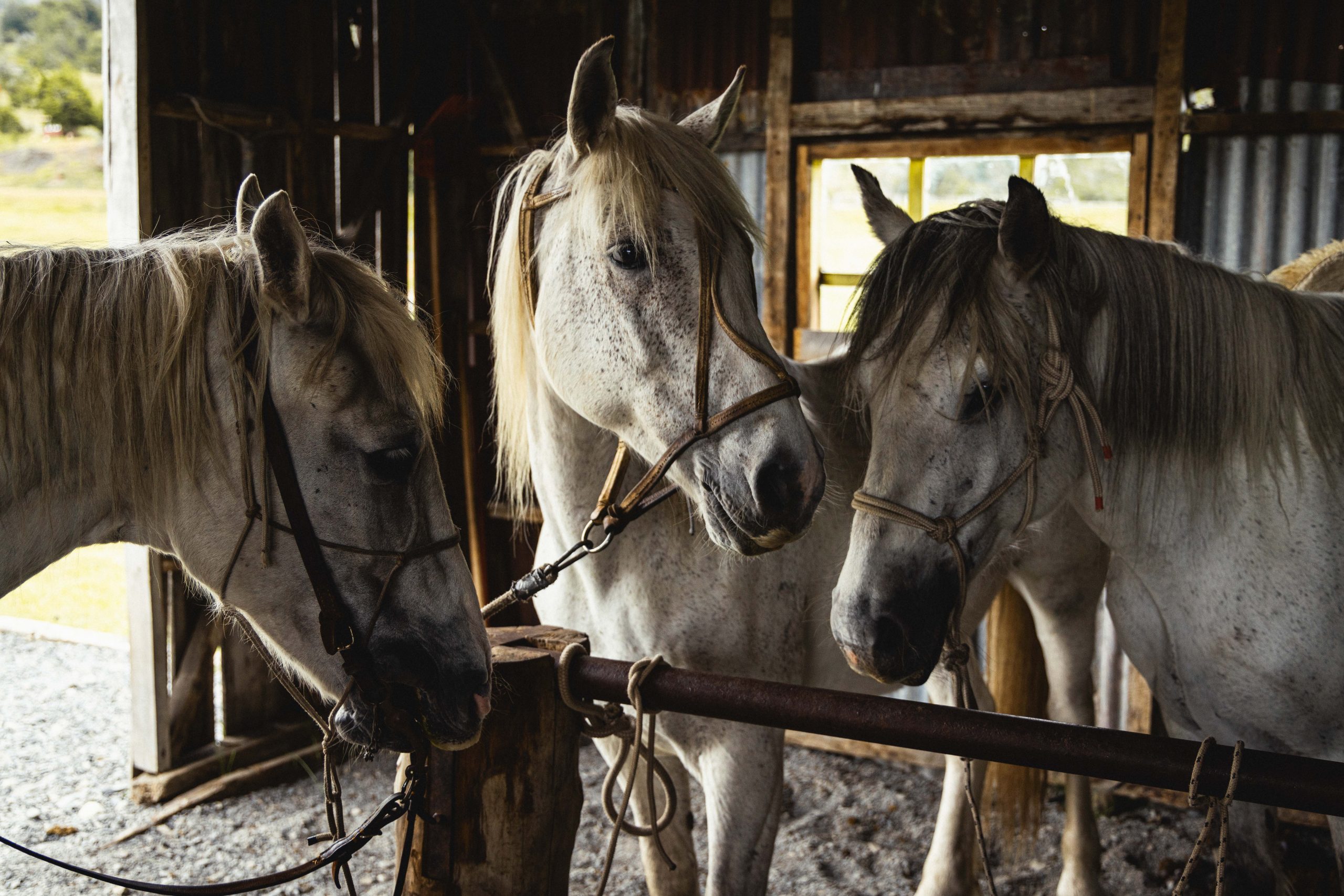 Three saddled horses stand tied inside a rustic wooden stable, lit by natural light from open doors.