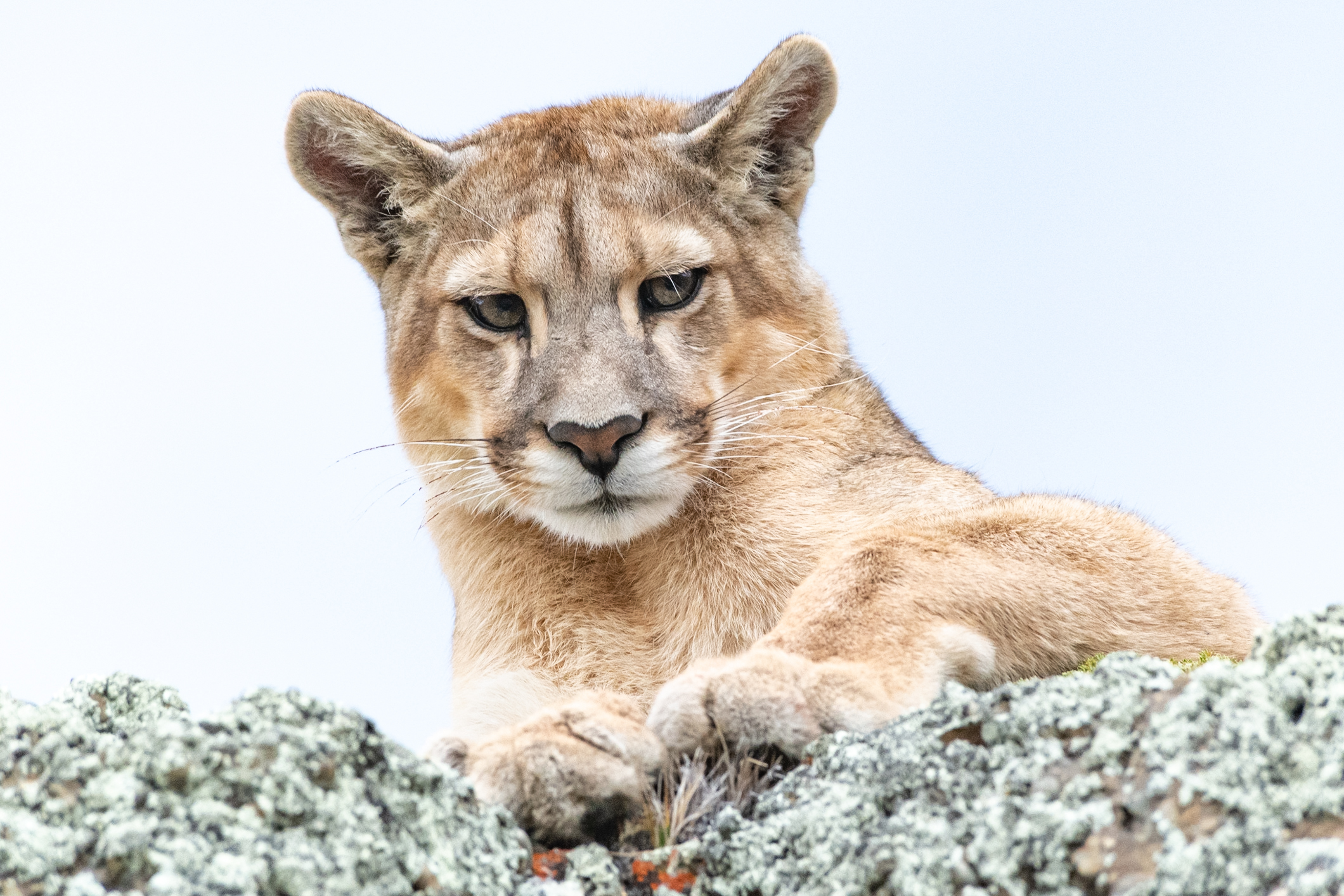 Mountain lion resting on a rocky ledge, looking directly at the camera against a pale sky.