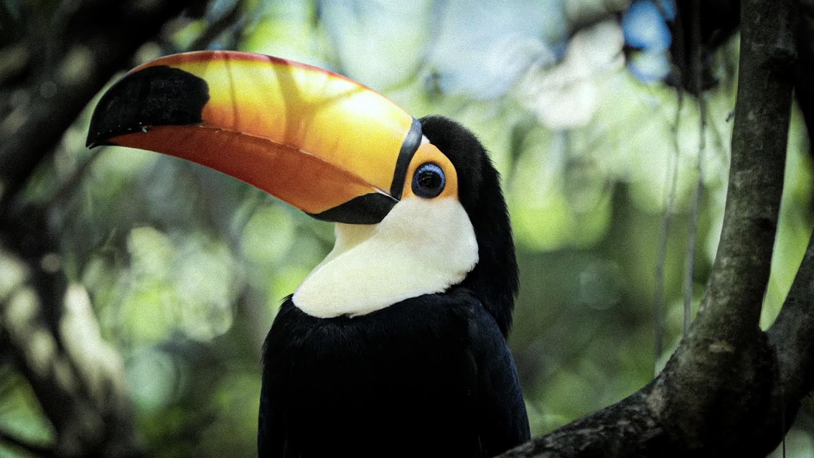 Güirá oga animal refuge